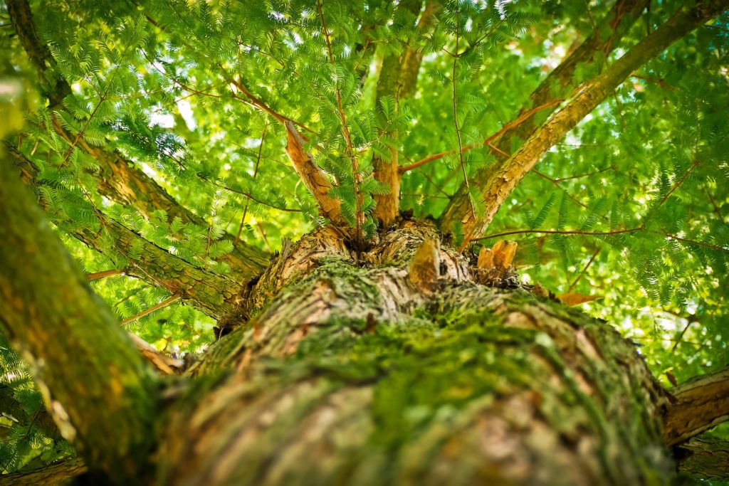 L'arbre Vert Les Arbres La Nature De L'environnement