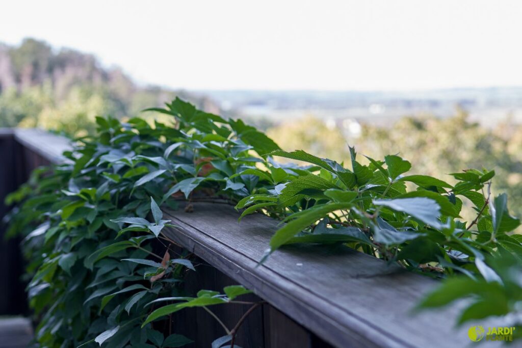 Meilleures plantes grimpantes balcon