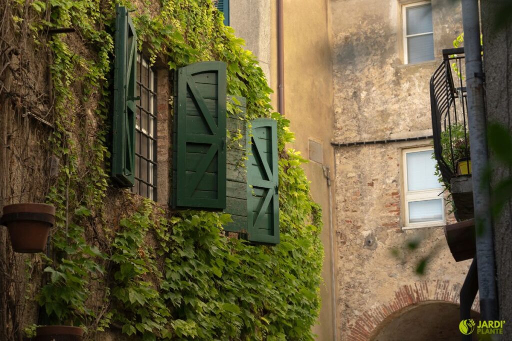 Plantes grimpantes pour façade