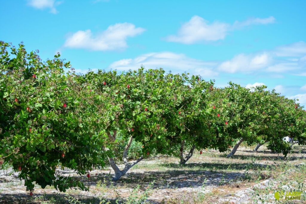 arbres fruitiers productifs jardin