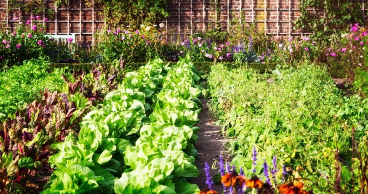 jardin potager sans pesticides