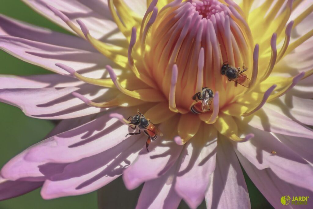meilleures fleurs pour attirer abeilles