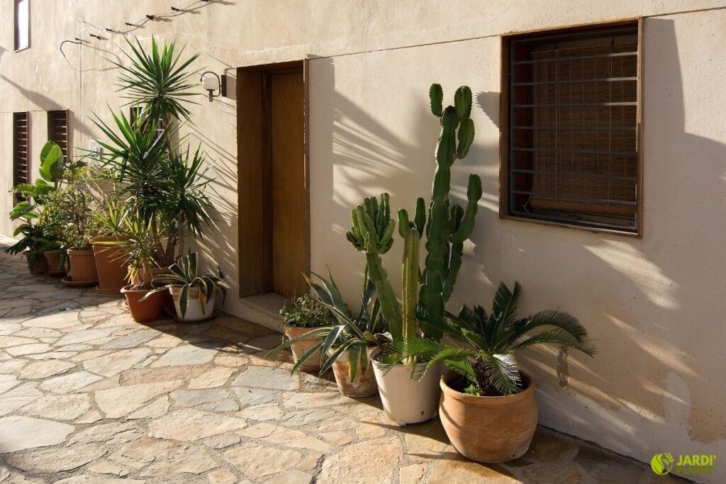 plantes méditerranéennes résilientes jardin