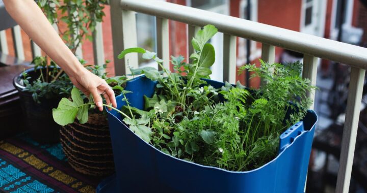 potager de balcon