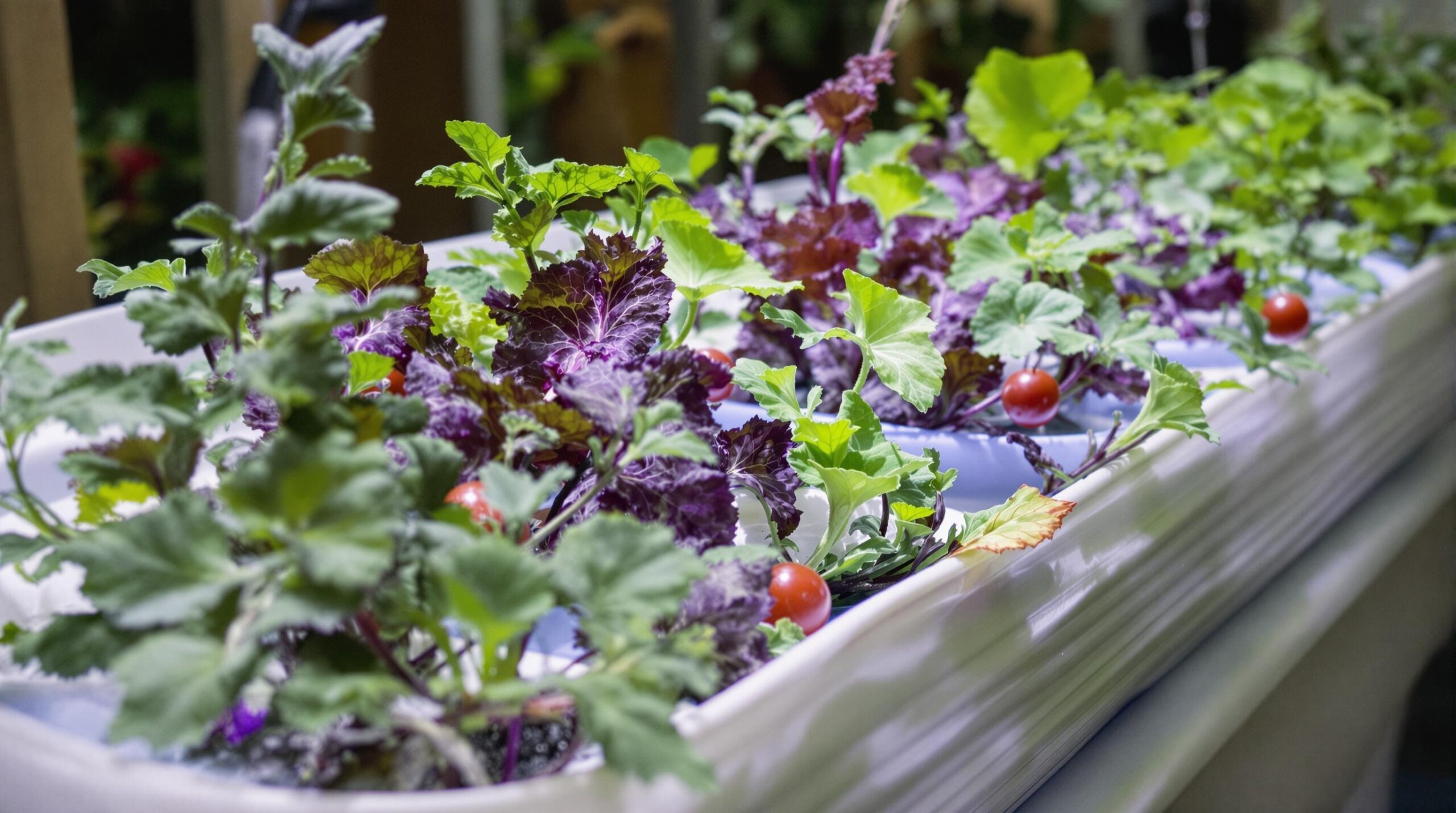 cultiver des légumes en hydroponie sans sol[1][2][4]