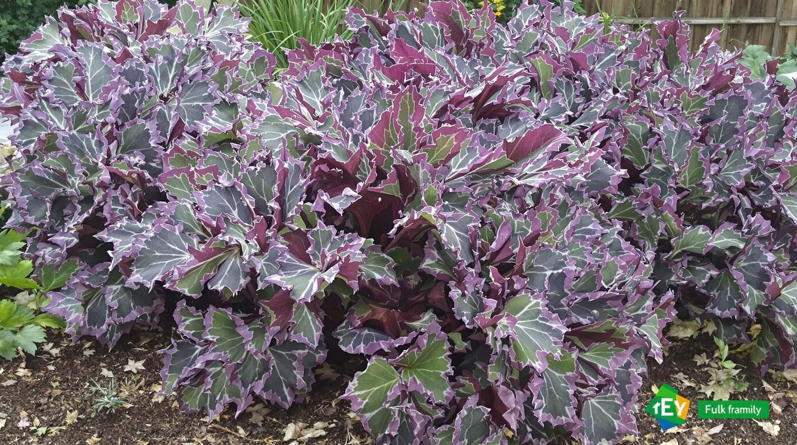 transformer une pelouse en potager sans retournement